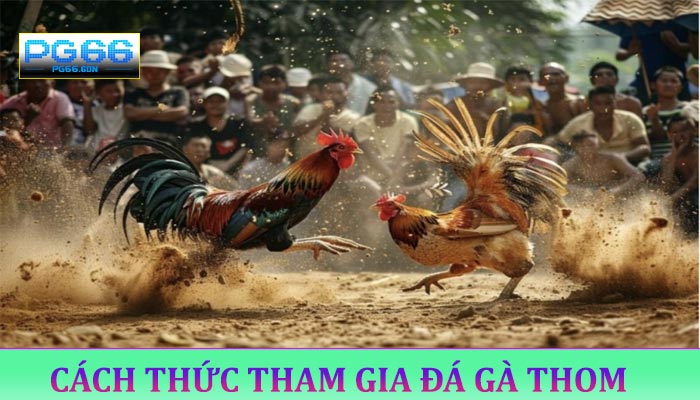 Cách Thức Tham Gia Đá Gà Thom 