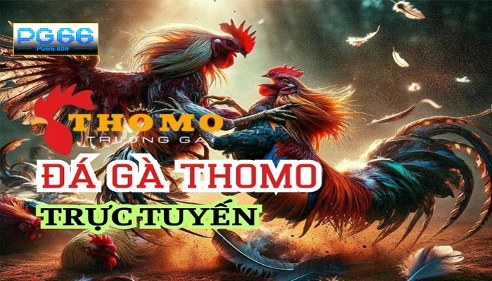 Ưu Điểm Khi Chơi Đá Gà Thom